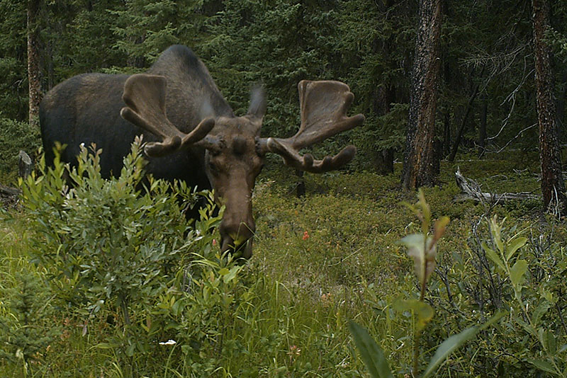 Moose on a seismic line
