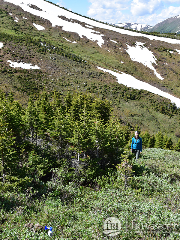 Good weather finally allowed Laura and Doug to reach the mortality site on a remote mountainside.