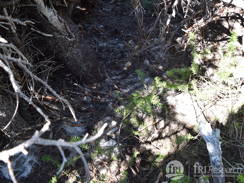 Nearby clumps of caribou hair that can be collected and analyzed in the lab.