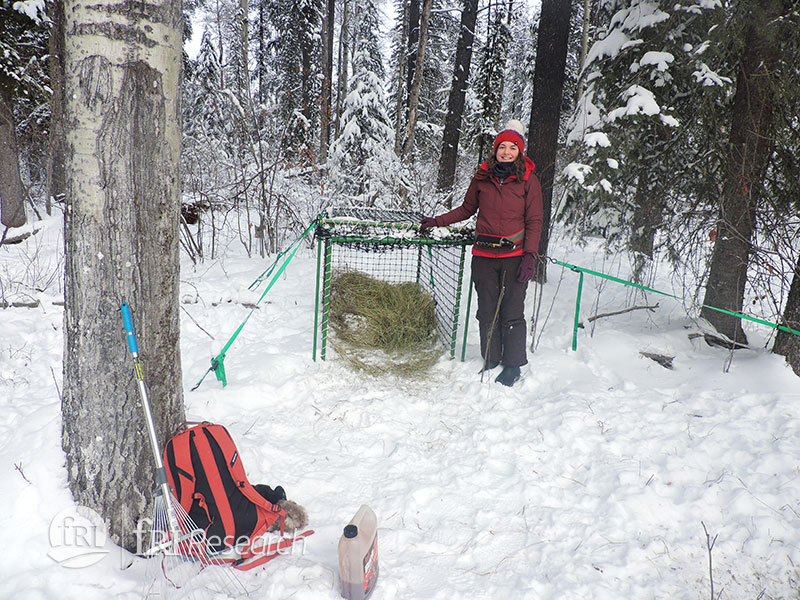 Darlington working on a deer trap.