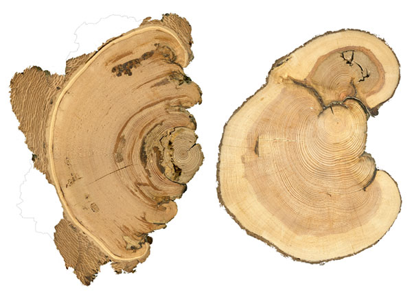 Fire scars on douglas fir (left) and lodgepole pine (right).