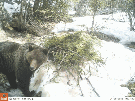 Grizzly Bear visiting a snag site at the quarry