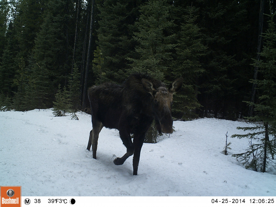 Moose on a seismic line