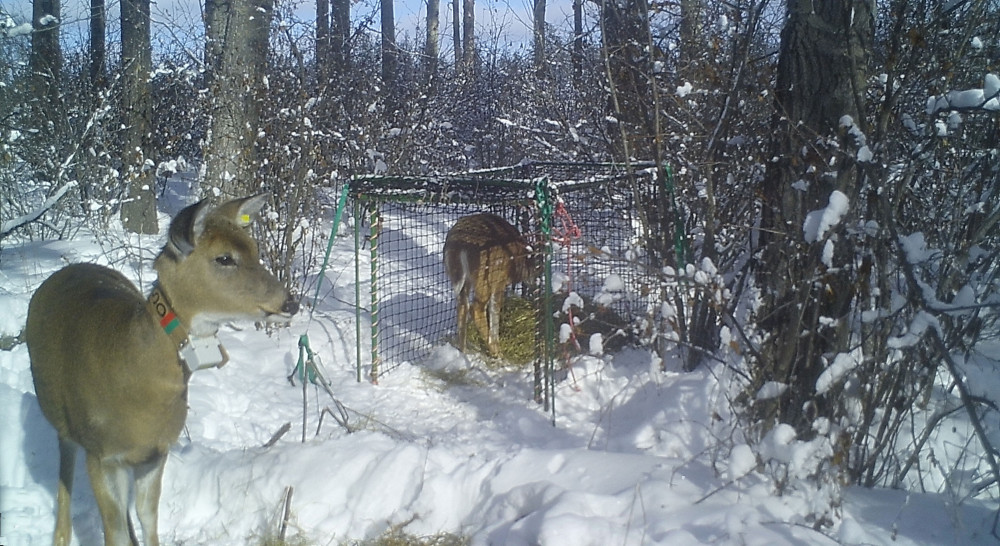 Deer with GPS collar, and another in our clover trap.