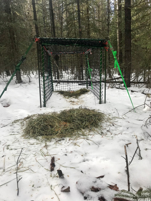 Clover trap with deer bait nearly moved inside. Photo credit: Suzanne Stevenson