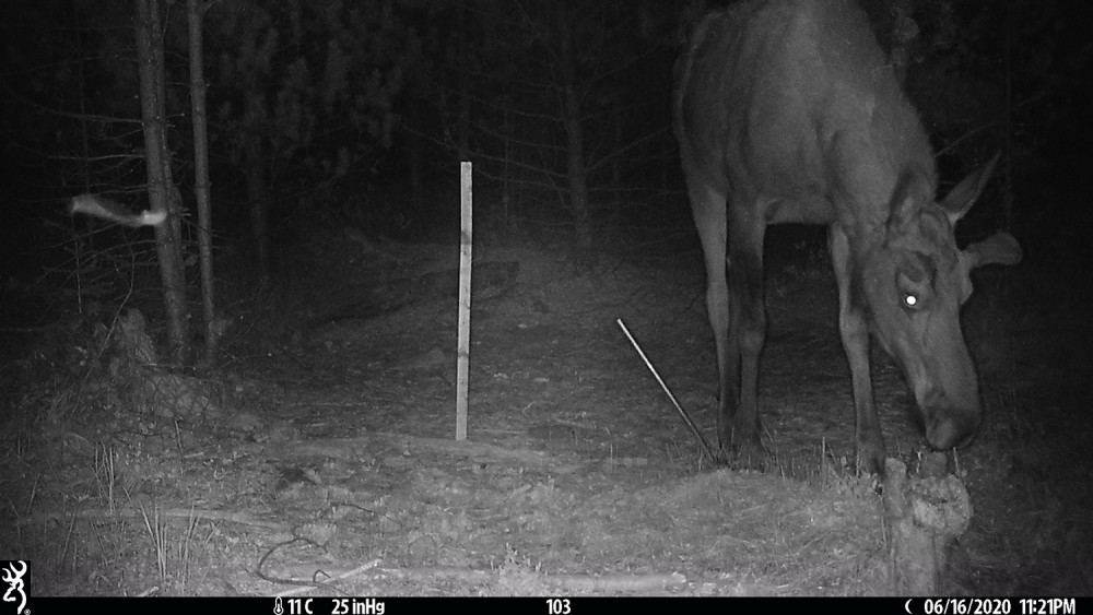 Night photo of a moose