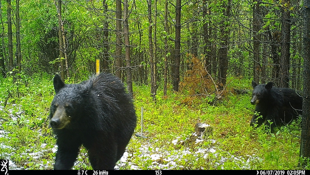 Two black bears in the woods