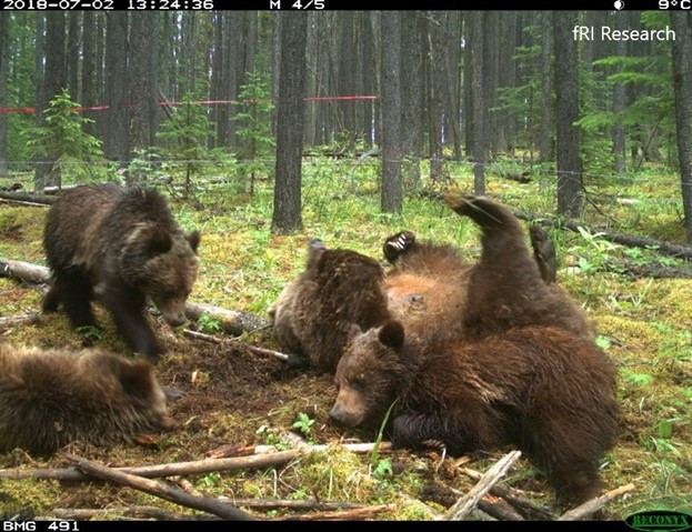 4 bears rolling around at a hair snag site
