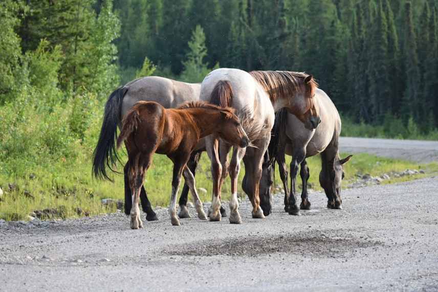A group of “wild” horses that called the road home.