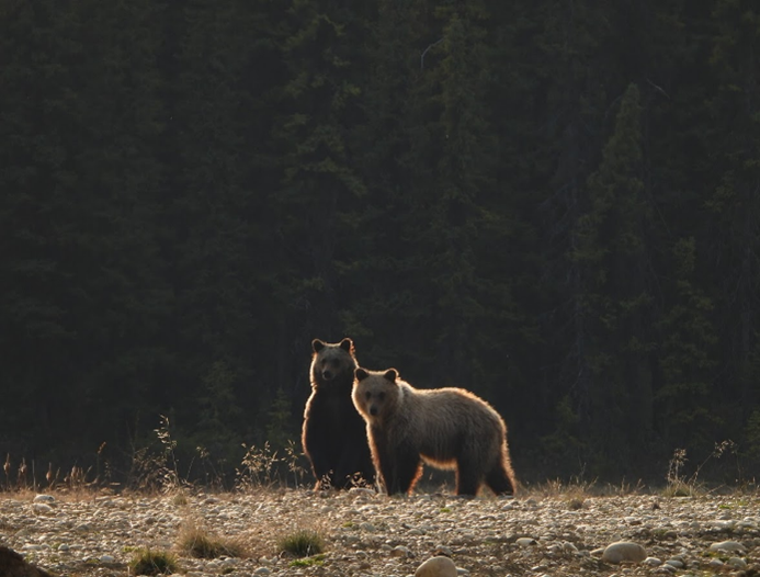 Sow and her year old cub