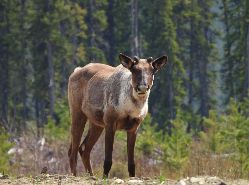 A young male woodland caribou: notice the antlers coming in.