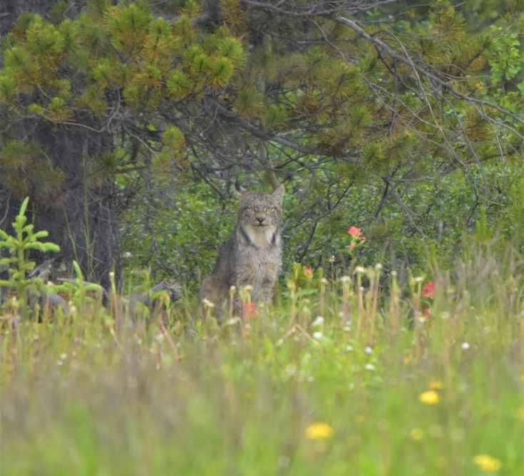 A Canadian lynx sitting motionless under a lodgepole pine tree