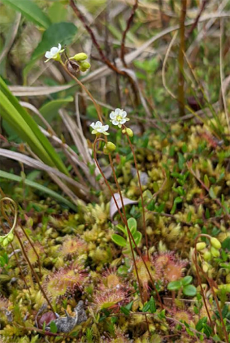 Sundews and other small flowers