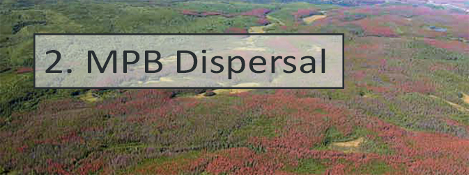 2. MPB dispersal