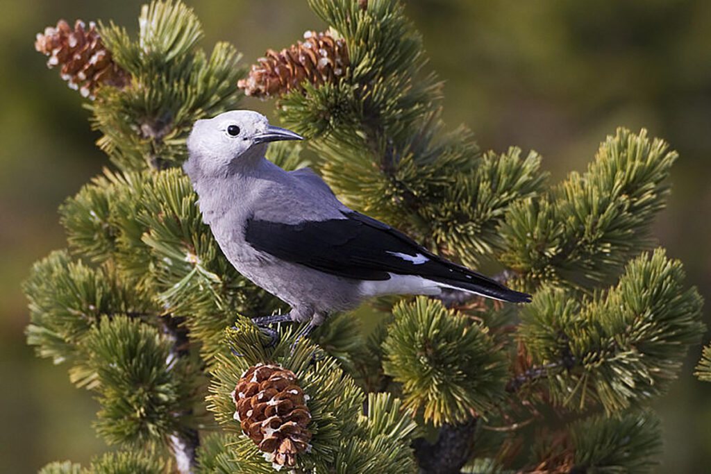 Clark S Nutcracker Forestry Fact Sheet Fri Research