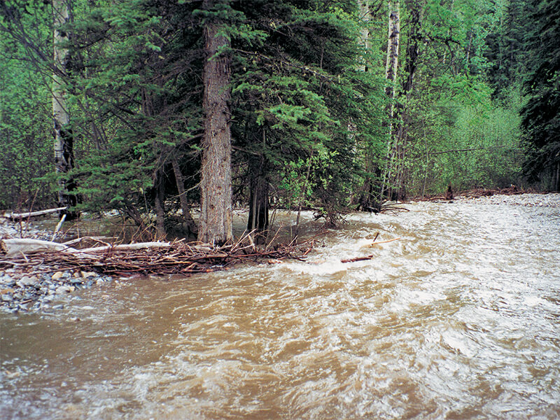 Watershed Resiliency and Restoration Program: East Slopes Riparian Assessment