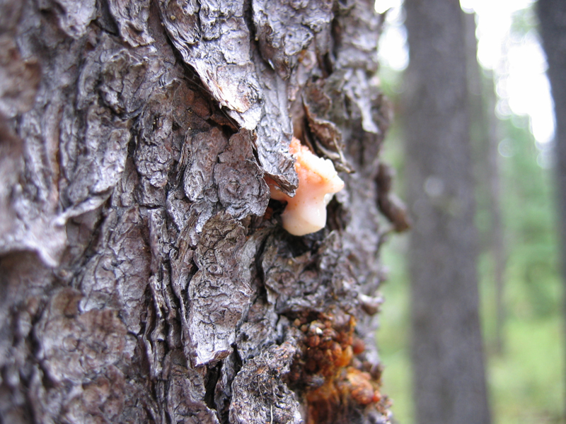 The interaction of prescribed fire and beetle populations