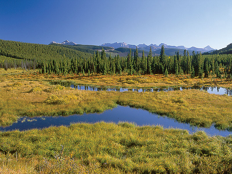 An NRV Strategy Scorecard: Tracking the Evolution of Forest Land Management in the Canadian Boreal