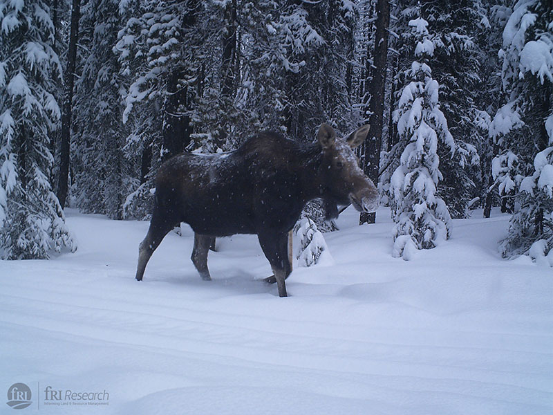 Restoration of Seismic Cutlines in Caribou Range in West-Central and North-Western Alberta: maximising success and targeting areas used by alternate prey