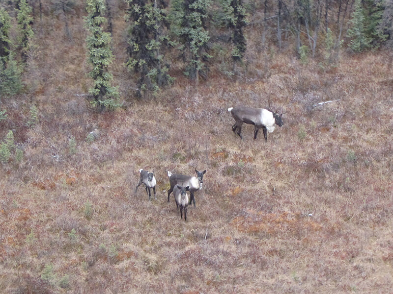 Identifying High Residency Habitat and Functional Movement Paths for Caribou in West-Central Alberta
