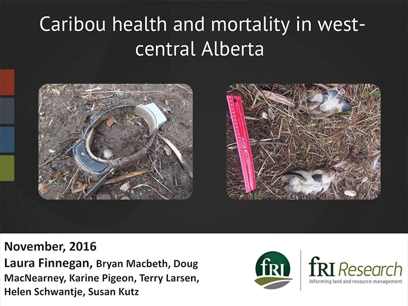 Caribou Health & Mortality in West-Central Alberta