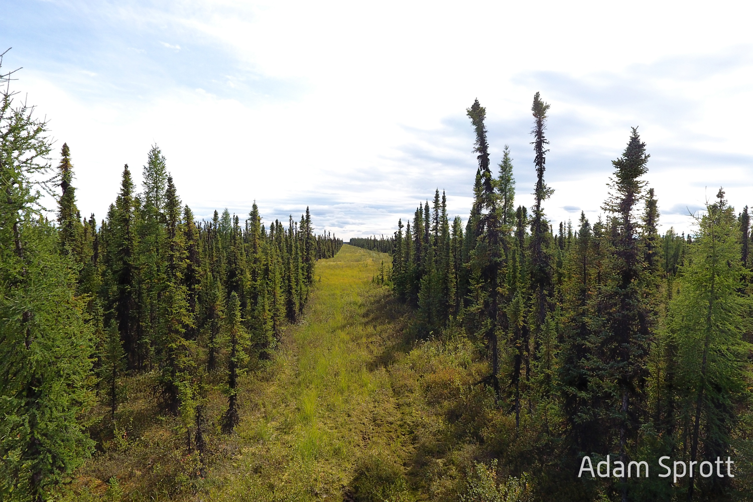 Divergent patterns of understory forage growth after seismic line exploration: Implications for caribou habitat restoration