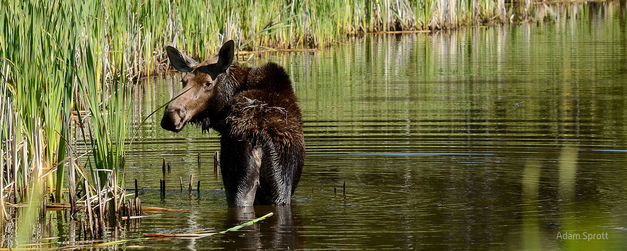 Moose Response to Disturbance in West-central Alberta