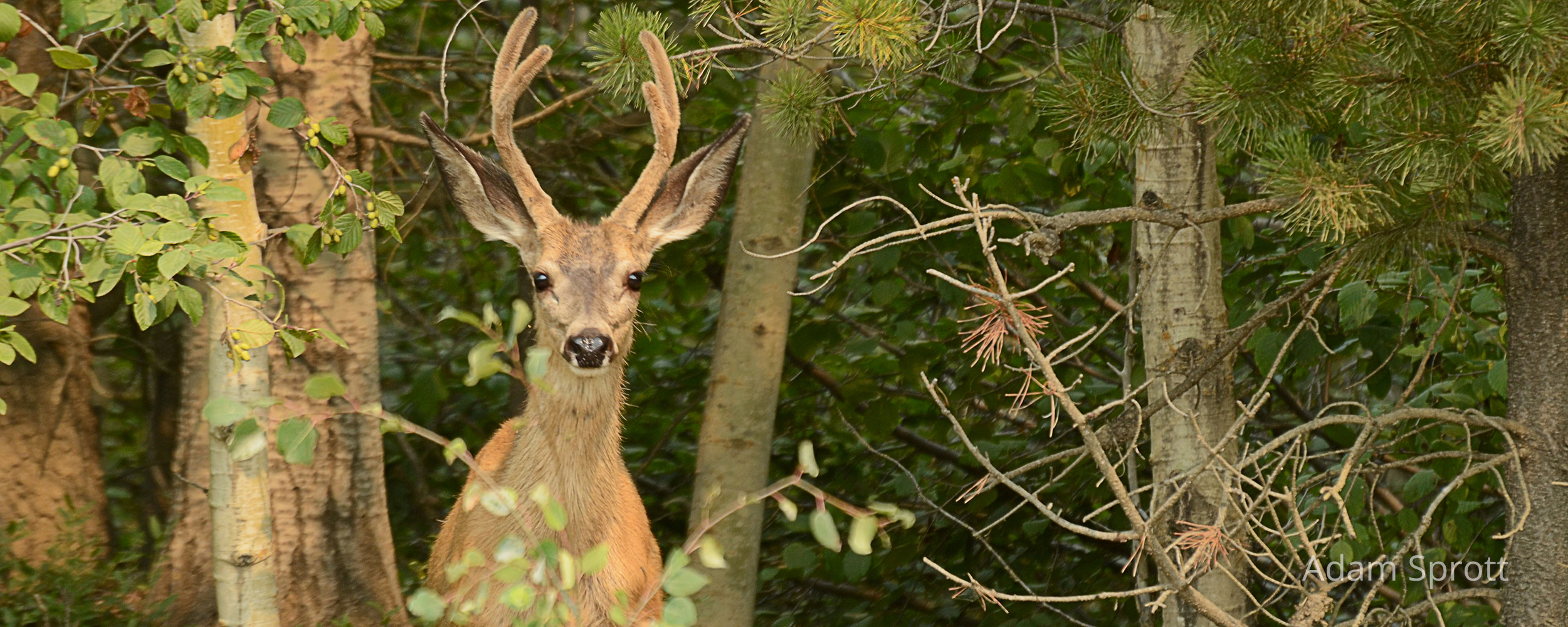 Caribou Conservation through Better Cutblock Design