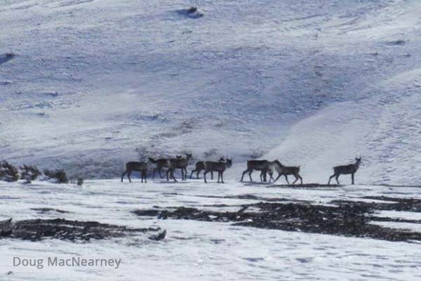 Heading for the hills? Caribou ranges shift in response to the growing anthropogenic disturbance footprint