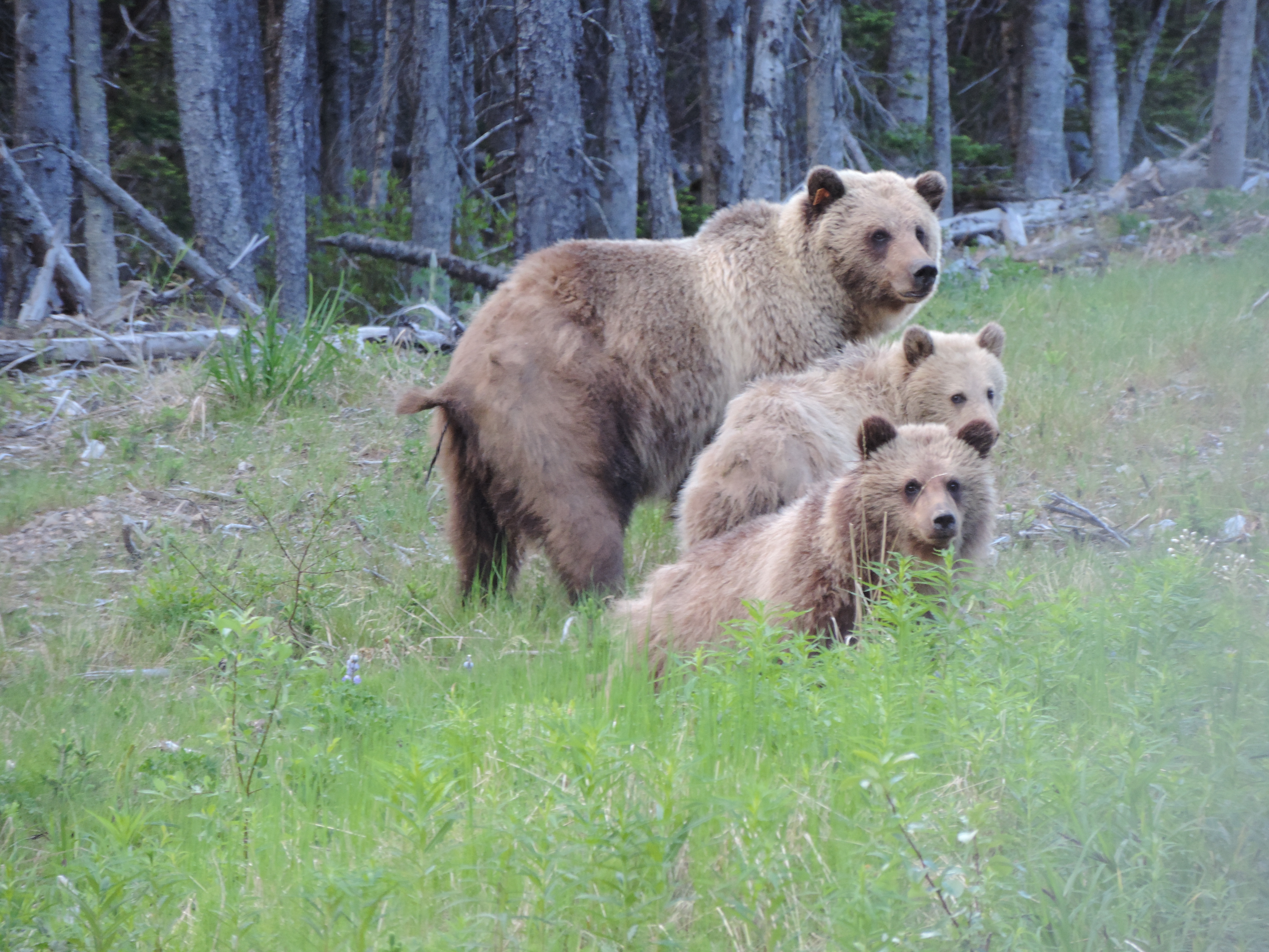 Grizzly Bear Movement in a Managed Forest
