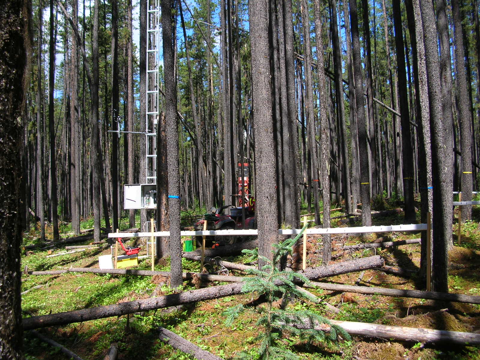 Development of monitoring tools to detect mountain pine beetle at low densities on the eastern and northern edge of beetle expansion into Saskatchewan and NWT
