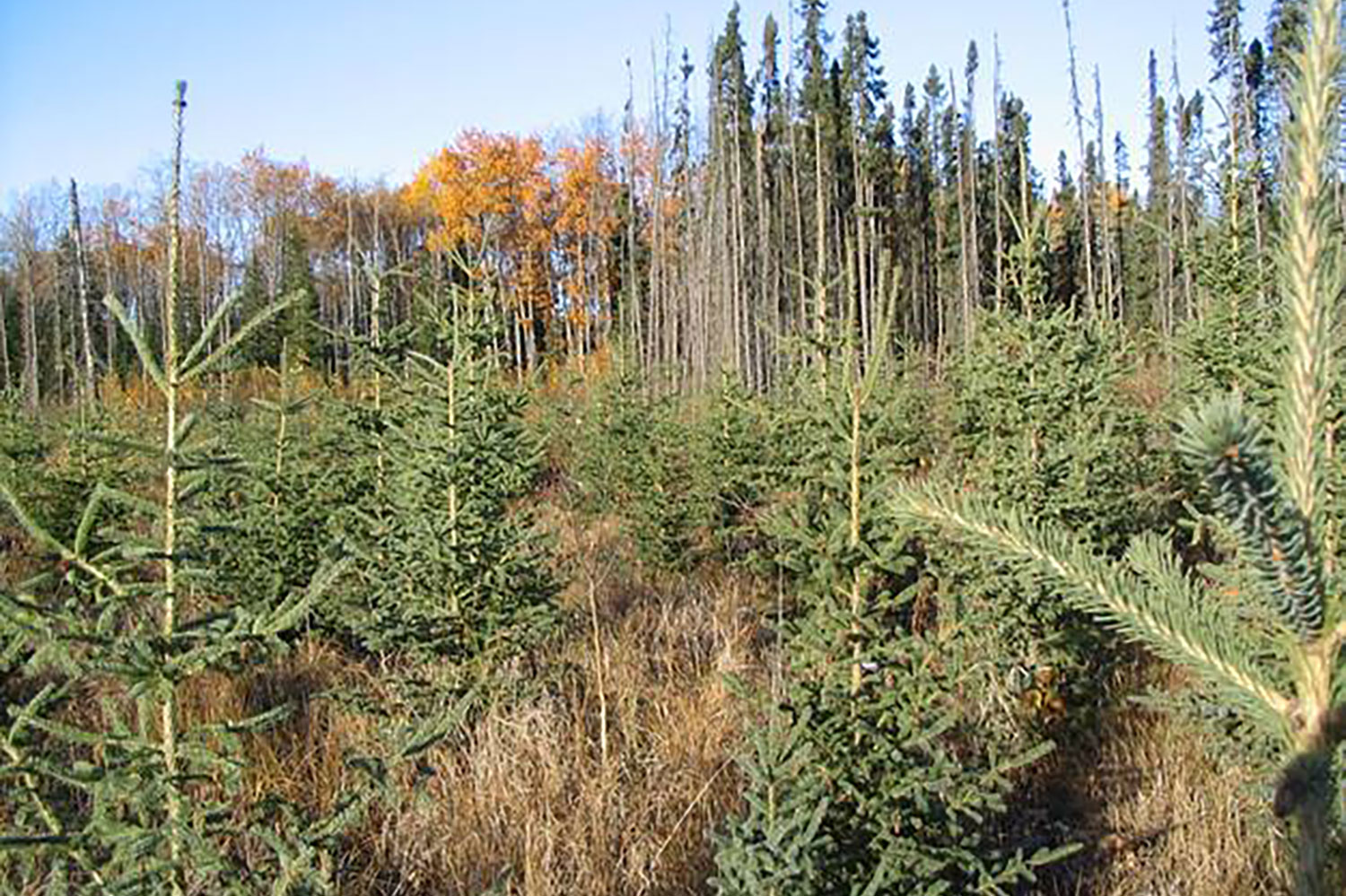 FGrOW Alberta Silviculture Guide: Boreal Mixedwood and Lower Foothills Natural Subregions