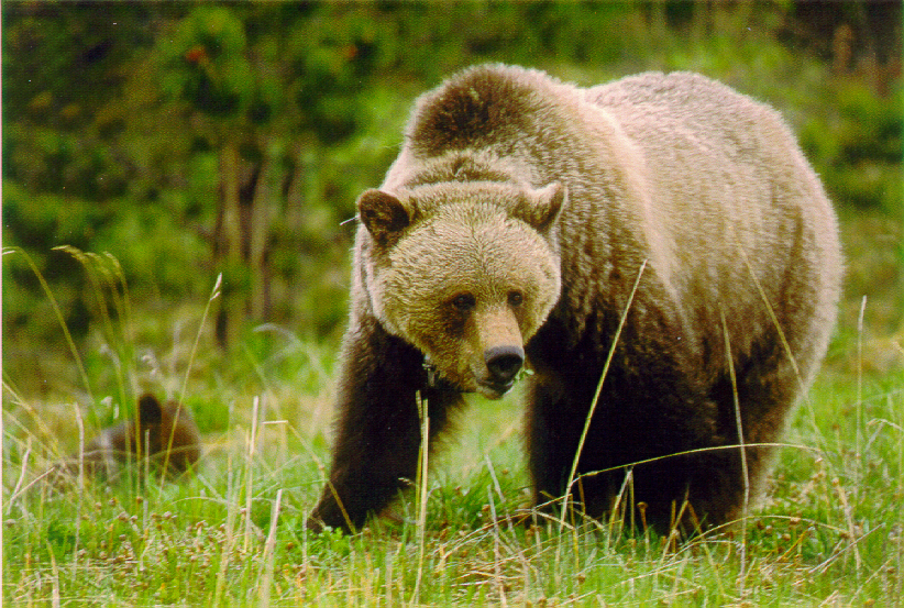 Grizzly Bears and Pipelines: Response to Unique Linear Features