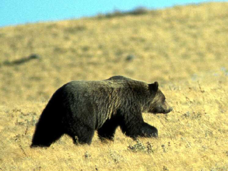 Final Report: Research to Support Recovery and Long Term conservation of Grizzly Bears in Alberta