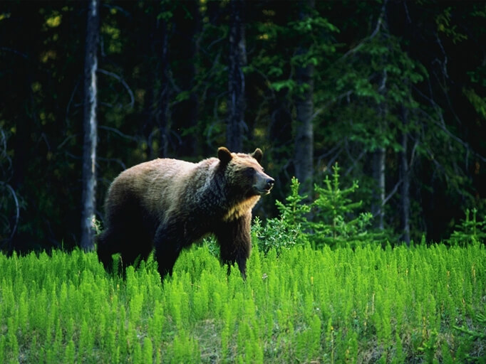 Linkages between forestry practices, ungulate abundance, and the habitat use and performance of grizzly bear in and adjacent to woodland caribou habitat