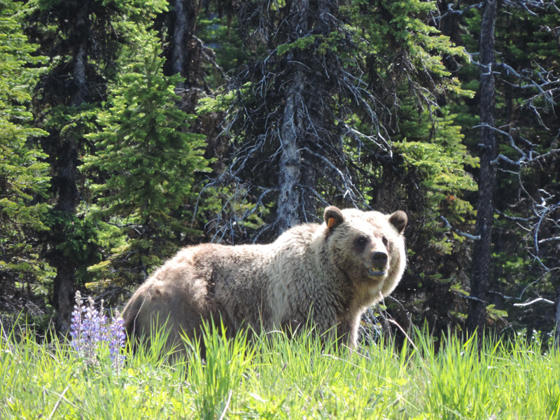 Studying Grizzly Bears in Alberta