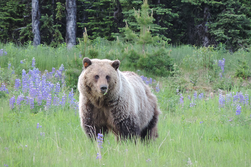 Landscape estimates of carrying capacity for grizzly bears using nutritional energy supply for management and conservation planning