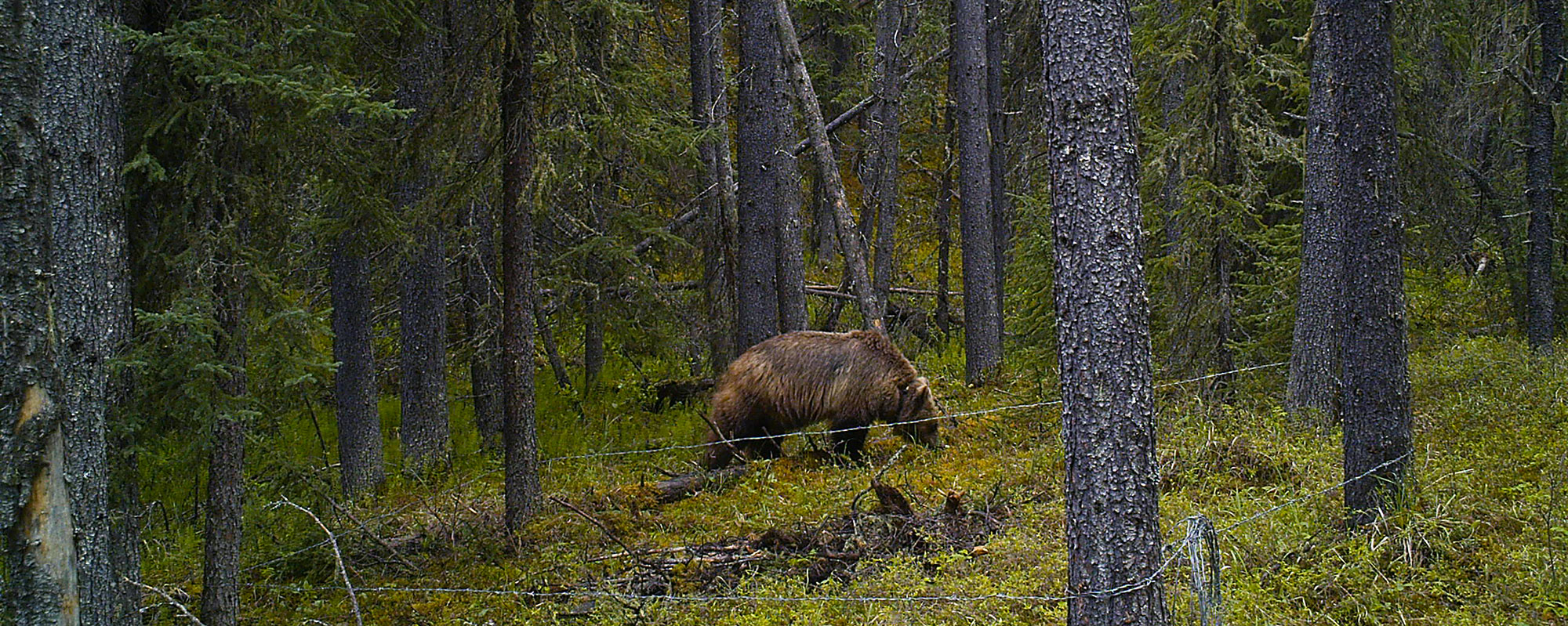 Clearwater (BMA 4) Grizzly Bear Population Inventory