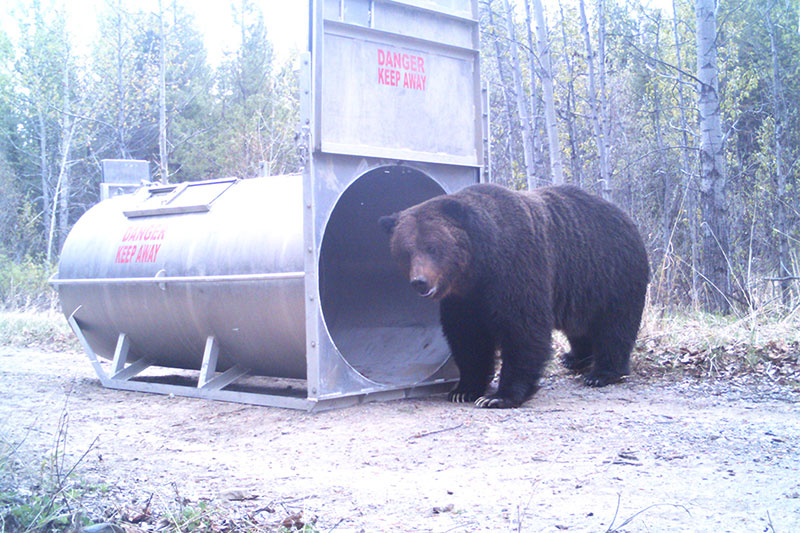 Grizzly bear response to translocation into a novel environment