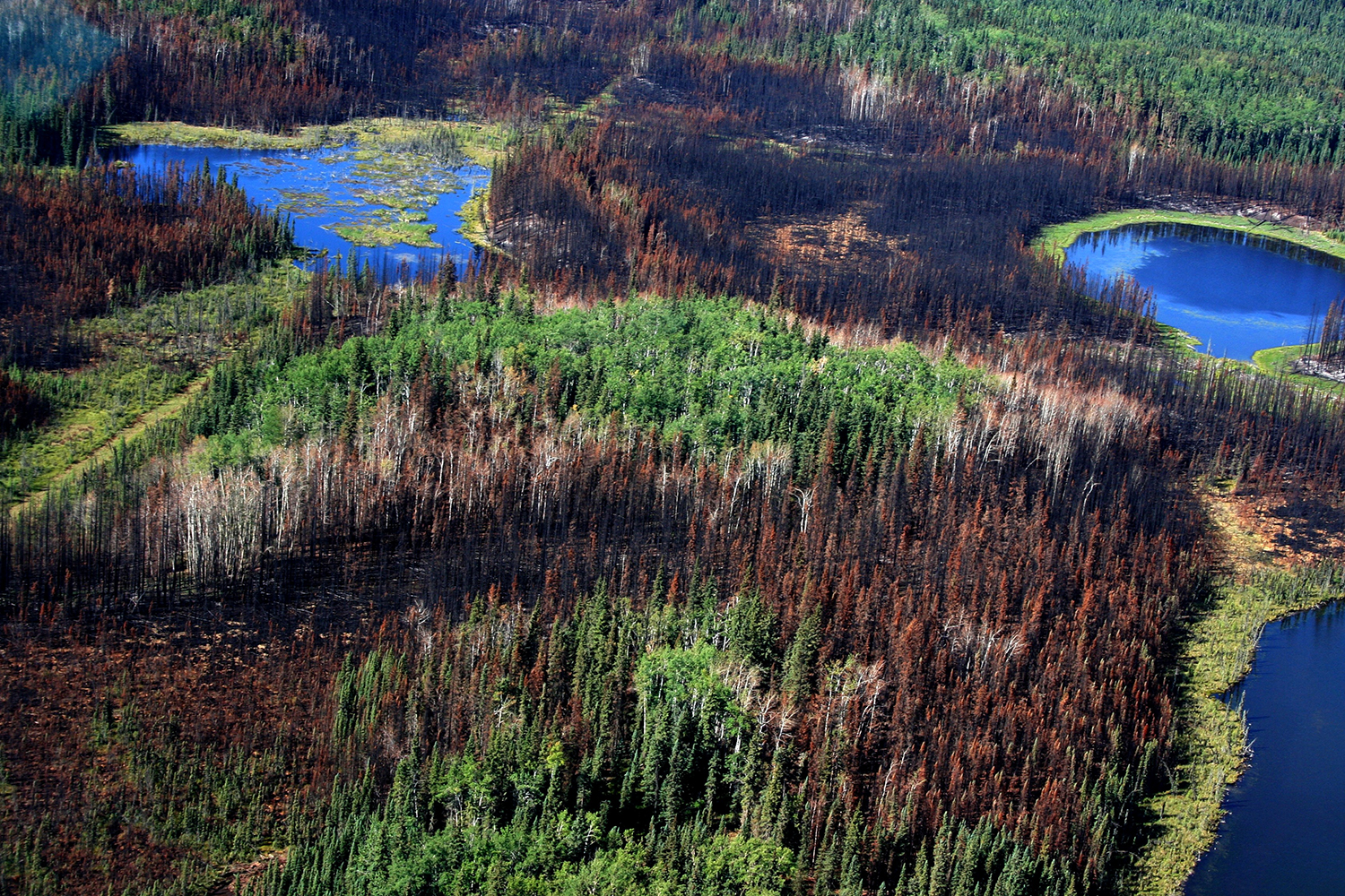 Effects of Prescribed Burn on Nutrient and Dissolved Organic Matter Characteristics in Peatland Shallow Groundwater