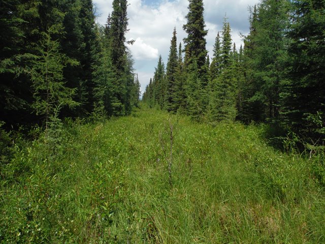 Analysis and restoration of seismic cutlines in Southern Mountain and Boreal caribou range in west-central Alberta