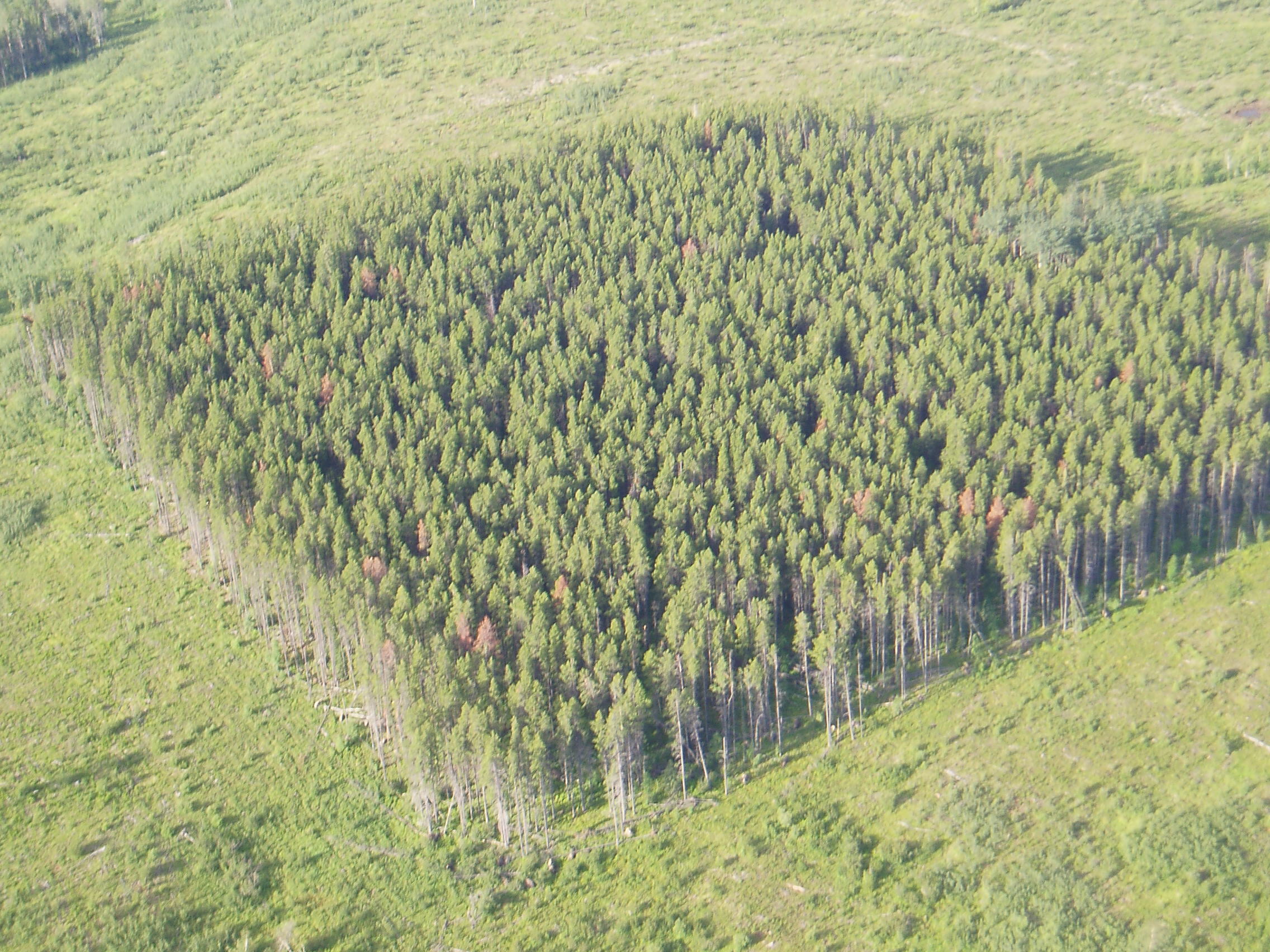 Stand Dynamics after Mountain Pine Beetle Attack