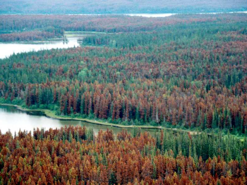 Effects of Mountain Pine Beetle Attack on hydrology and post-attack vegetation and hydrology recovery in lodgepole pine forests in Alberta