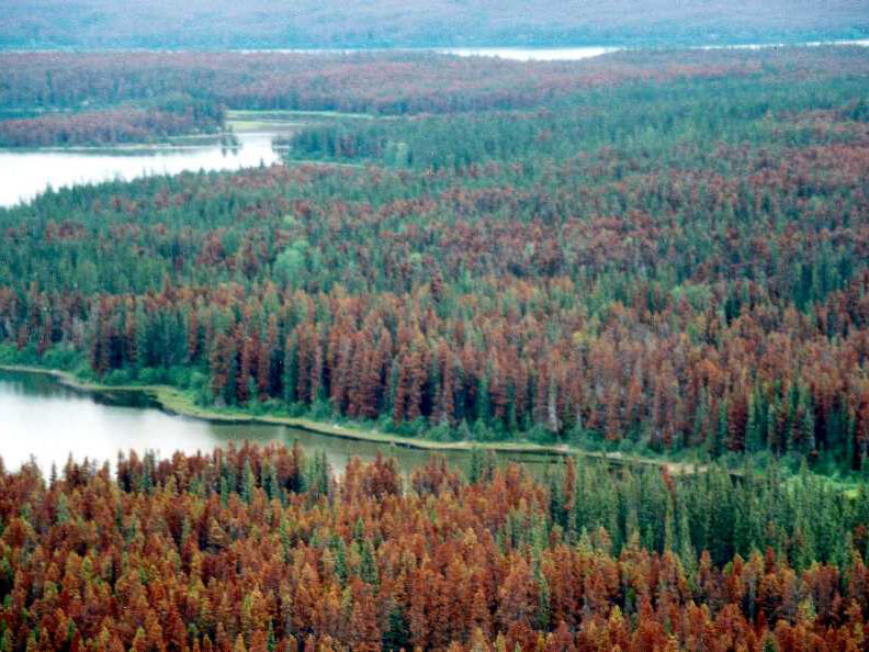 Effects of Mountain Pine Beetle Attack on Hydrology and Post-attack Vegetation and Hydrology Recovery in Lodgepole Pine Forests in Alberta (Phase 1 Red Attack)