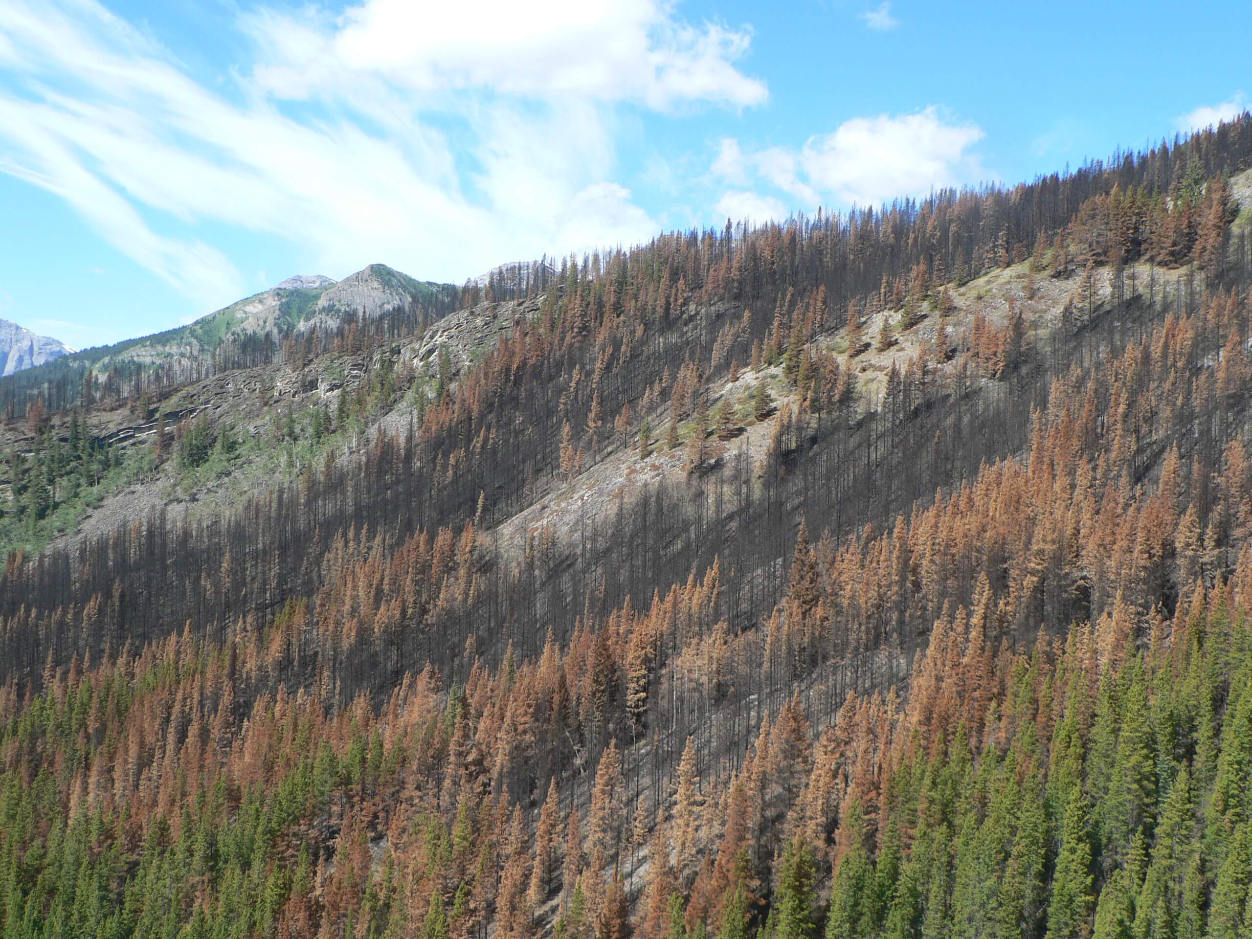 Monitoring and decision support for regeneration management in a mountain pine beetle environment