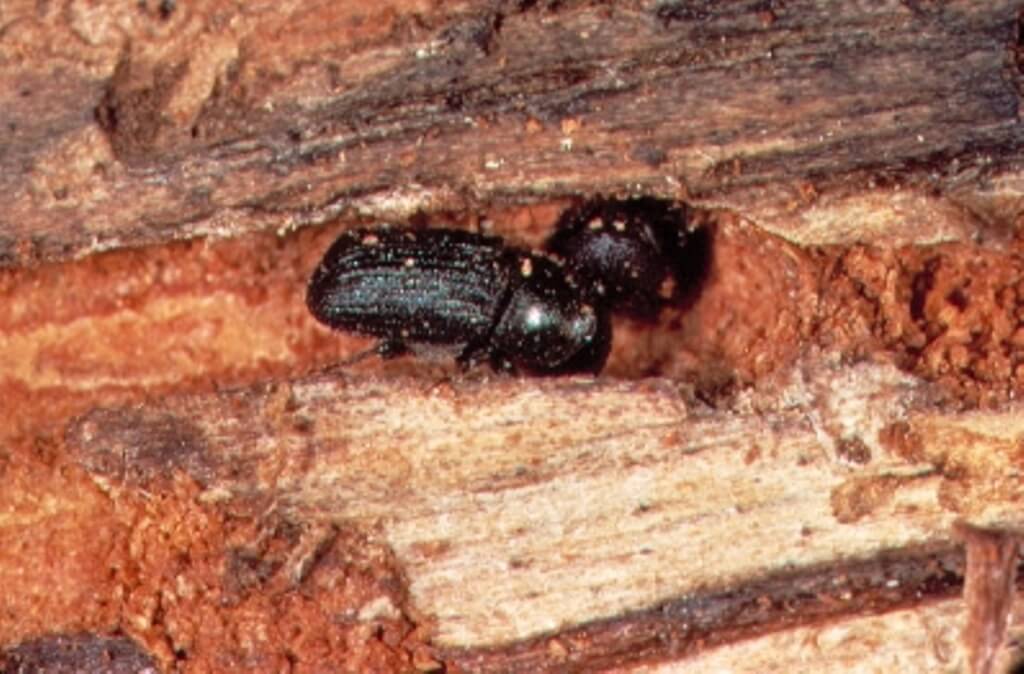 Cold tolerance of mountain pine beetle: Impact on population dynamics and spread in Canada