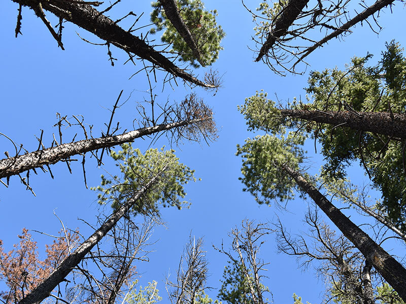 Pine Genomic Signatures of Resiliency to Mountain Pine Beetle