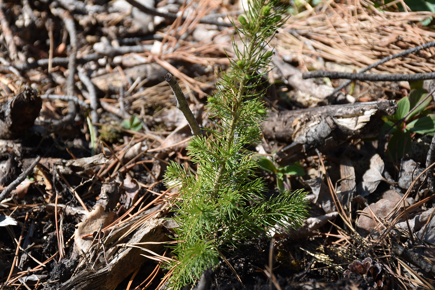 Beyond Beetle: Facilitated Lodgepole Pine Regeneration after MPB Attack in Lodgepole Pine Forests of West-central Alberta