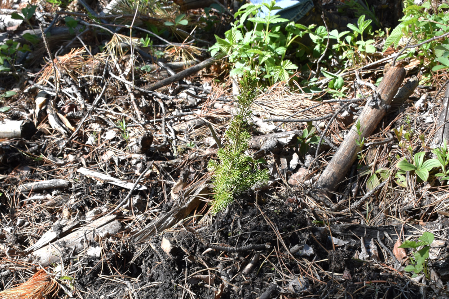Southern Alberta Silviculture Adaptation Project: Results from 2018 & 2019