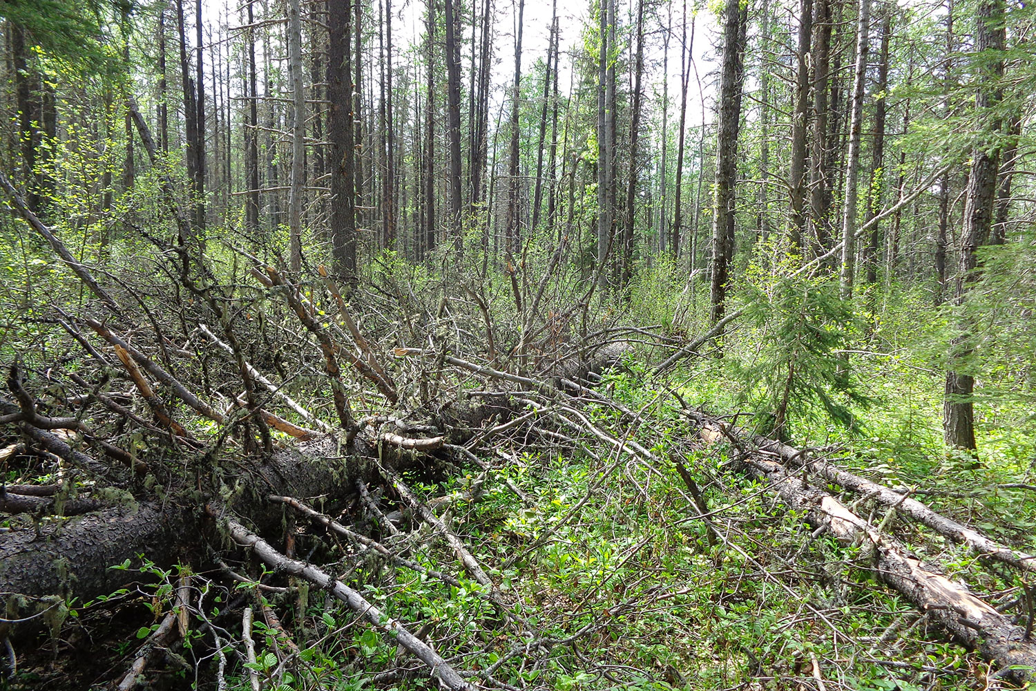 Beyond Beetle: Natural and Facilitated Lodgepole Pine Regeneration after Mountain Pine Beetle Outbreaks in Alberta| QuickNote #1